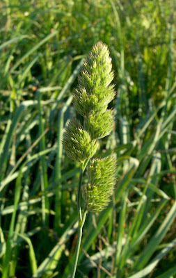 Dactylis glomerata subsp. hispanica