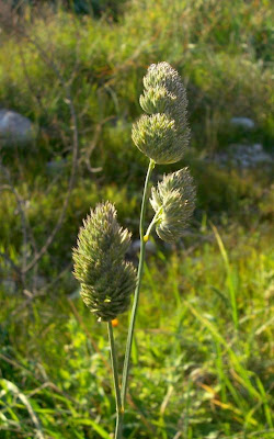 Dactylis glomerata subsp. hispanica