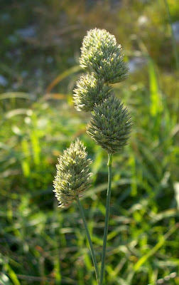 Dactylis glomerata subsp. hispanica