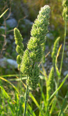Dactylis glomerata subsp. hispanica