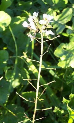 Fausse roquette