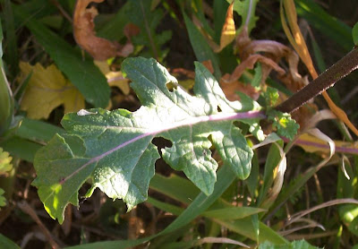 Fausse roquette