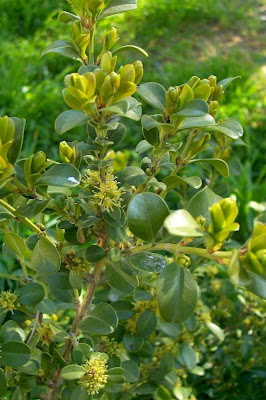 Buxus sempervirens,
Bosso comune,
Bossolo,
boxtree,
boxwood,
boxwood tree,
buxinho,
buxo,
Caucasian boxwood,
common box,
common boxwood,
English Boxwood,
European box,
French boxwood,
Persian boxwood,
Turkish boxwood Buxus sempervirens,
Bosso comune,
Bossolo,
boxtree,
boxwood,
boxwood tree,
buxinho,
buxo,
Caucasian boxwood,
common box,
common boxwood,
English Boxwood,
European box,
French boxwood,
Persian boxwood,
Turkish boxwood