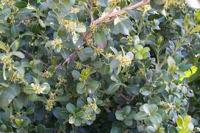 Buxus sempervirens,
Bosso comune,
Bossolo,
boxtree,
boxwood,
boxwood tree,
buxinho,
buxo,
Caucasian boxwood,
common box,
common boxwood,
English Boxwood,
European box,
French boxwood,
Persian boxwood,
Turkish boxwood Buxus sempervirens,
Bosso comune,
Bossolo,
boxtree,
boxwood,
boxwood tree,
buxinho,
buxo,
Caucasian boxwood,
common box,
common boxwood,
English Boxwood,
European box,
French boxwood,
Persian boxwood,
Turkish boxwood