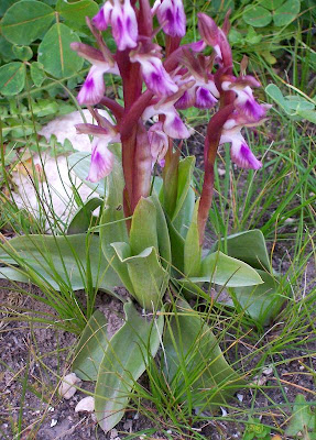 Sac orchid