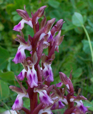 Sac orchid