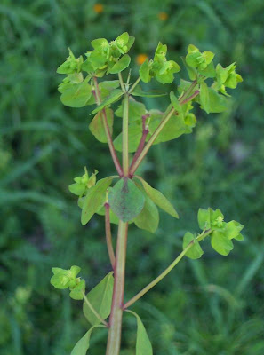 Alfavaca-venenosa Alfavaca-venenosa