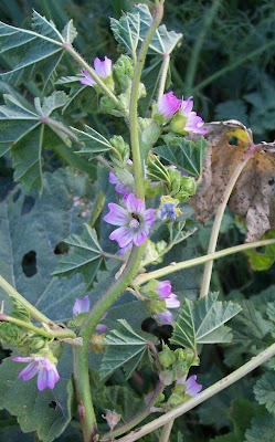 Bull mallow