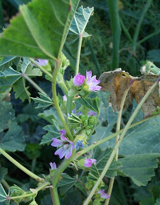 Bull mallow