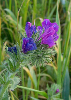Echium plantagineum,
bloudissel,
blueweed,
Paterson's-curse,
pers-echium,
purple echium,
purple viper's-bugloss,
purple-bugloss,
Riverina bluebell,
Salvation Jane,
sonaja,
Viper's Bugloss,
viper's-bugloss,
Viperina piantagginea