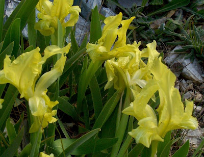 Giaggiolo siciliano
