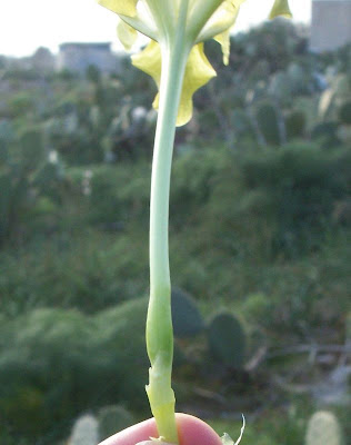 Giaggiolo siciliano