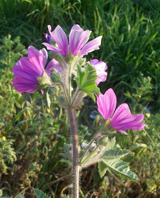 Tall mallow