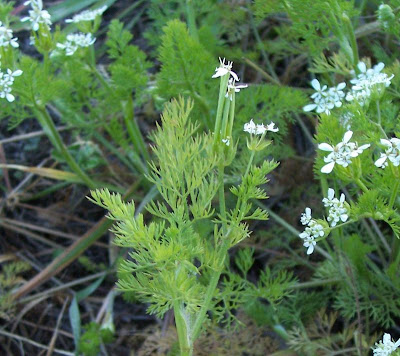 Acicula comune Acicula comune