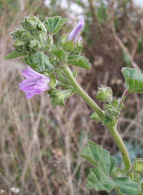 Cretan-hollyhock Cretan-hollyhock
