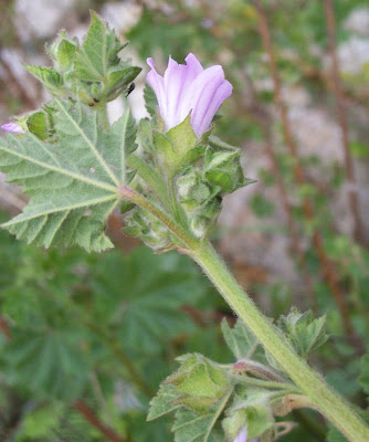 Cretan-hollyhock Cretan-hollyhock