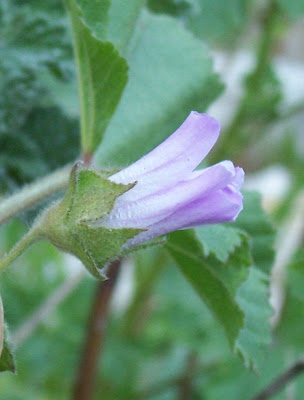 Cretan-hollyhock Cretan-hollyhock