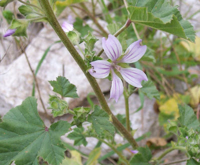 Cretan-hollyhock Cretan-hollyhock