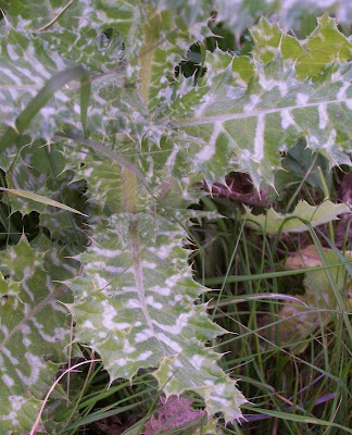 Bunte Distel Bunte Distel
