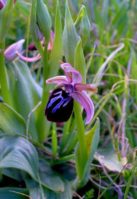 Siponto Ophrys Siponto Ophrys