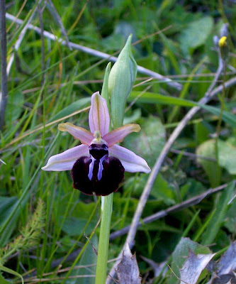 Siponto Ophrys Siponto Ophrys