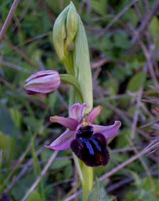 Siponto Ophrys Siponto Ophrys