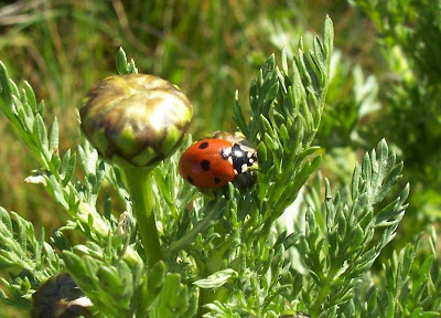 Coccinelle � sept points