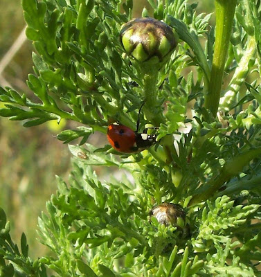 Coccinelle � sept points