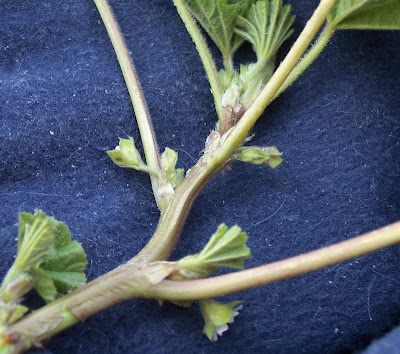 Cheeseweed mallow Cheeseweed mallow