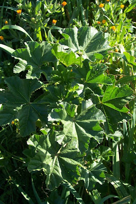 Cheeseweed mallow Cheeseweed mallow