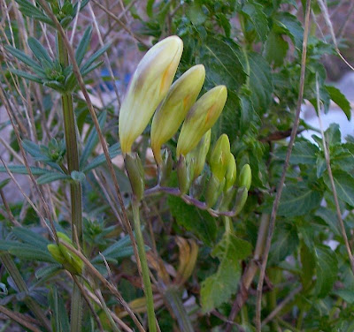 Freesia refracta (Jacq.) Klatt
