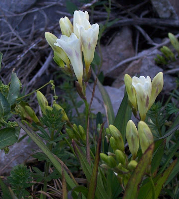 Freesia refracta (Jacq.) Klatt