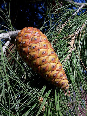 Aleppo Pine, Pinus halepensis Aleppo Pine, Pinus halepensis