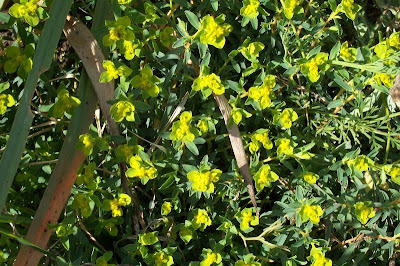 Euforbia spinosa