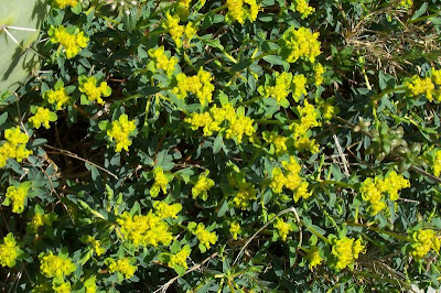 Euforbia spinosa