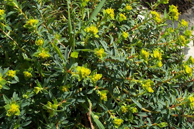 Euforbia spinosa
