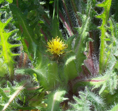 Blessed thistle Blessed thistle