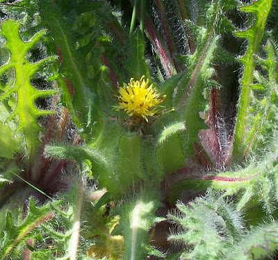 Blessed thistle Blessed thistle