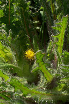 Blessed thistle Blessed thistle