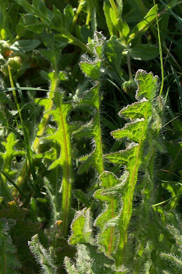 Blessed thistle Blessed thistle