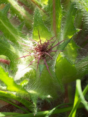 Blessed thistle Blessed thistle
