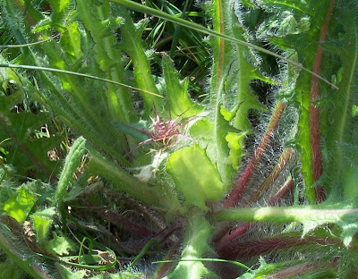 Blessed thistle Blessed thistle