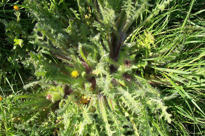 Blessed thistle Blessed thistle