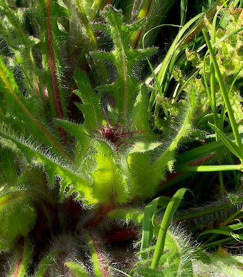 Blessed thistle Blessed thistle