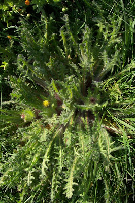 Blessed thistle Blessed thistle