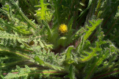 Blessed thistle Blessed thistle