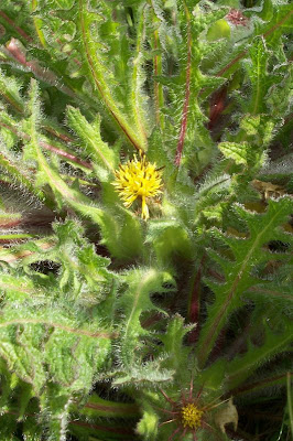 Blessed thistle Blessed thistle