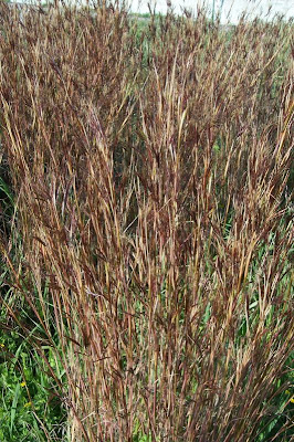 Common thatching grass Common thatching grass