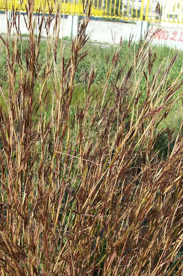 Common thatching grass Common thatching grass