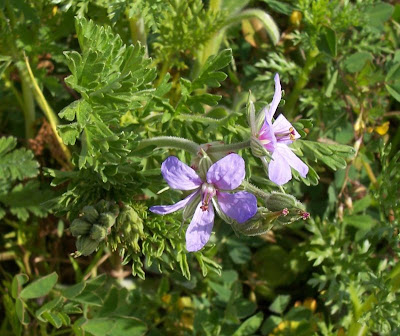 Common stork's bill Common stork's bill